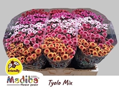 Chrysanth Santini Madiba Tyolo Mix 55cm 44gr.