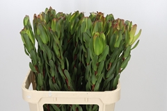 Leucadendron Laurel Yellow 80cm