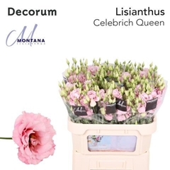 Eustoma Double Celebrich Queen 60cm