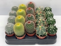 Cactus Mix 5Ø 7cm