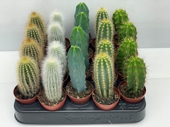 Cactus Mix 5Ø 14cm