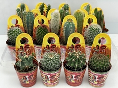 Cactus Mix 7Ø 9cm