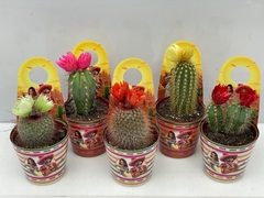 Cactus Mix 7Ø 9cm
