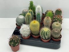 Cactus Mix 5Ø 6cm