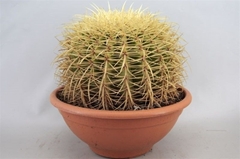 Echinocactus Grusoni 30Ø 30cm