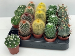 Cactus Mix 5Ø 7cm