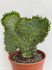 Austrocylindropu Sub 20Ø 25cm