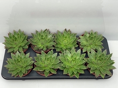 Echeveria Miranda 12Ø 12cm