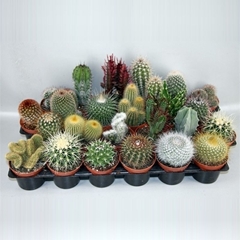 Cactus Mix 8Ø 9cm