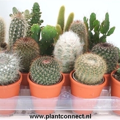 Cactus Mix 8Ø 9cm