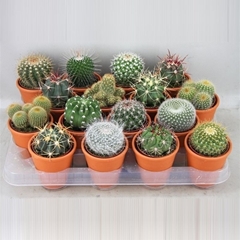 Cactus Mix 8Ø 9cm