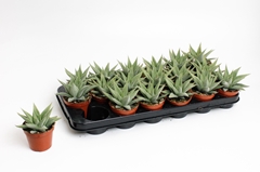 Haworthia Spider White 8Ø 15cm