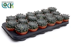 Echeveria Orion 8Ø 12cm