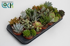 Echeveria Mix 8Ø 15cm