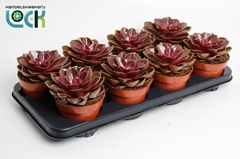 Echeveria 12Ø 20cm