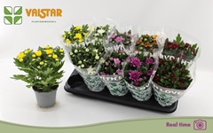 Chrysanth Mix 7 Colours 12Ø 25cm