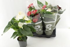 Anthurium Mix 4 Colours 17Ø 55cm