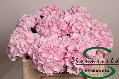 Hydrangea Verena 50cm 12-14cm Hd
