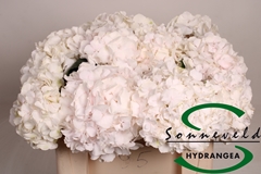 Hydrangea Sweet Verena 50cm 12-14cm Hd