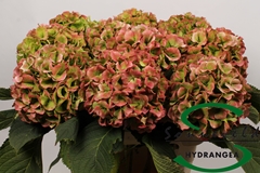 Hydrangea Verena Classic 60cm 15-17cm Hd