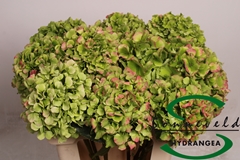 Hydrangea Verena Classic 60cm 13-15cm Hd