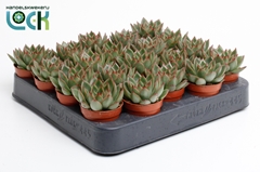 Echeveria Agavoides 5Ø 10cm