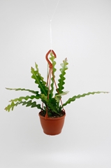Epiphyllum Anguliger 12Ø 25cm