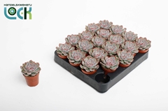 Echeveria 5Ø 10cm