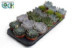 Echeveria 8Ø 15cm