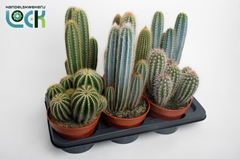 Cactus Mix 17Ø 25cm