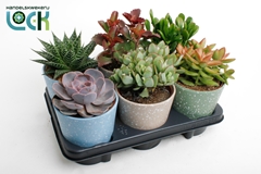Echeveria Succulent Mix 12Ø 20cm