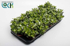 Crassula Minor 8Ø 10cm