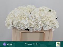 Hydrangea Royal Princess 50cm 16-18cm Hd