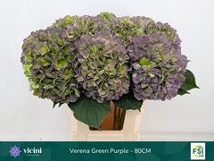 Hydrangea Verena Blue Classic 80cm 20-22cm Hd