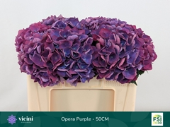 Hydrangea Royal Opera 50cm 14-16cm Hd