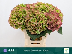 Hydrangea Verena Classic 60cm 18-20cm Hd