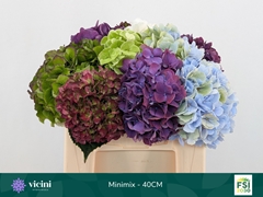 Hydrangea Mix 40cm 12-14cm Hd