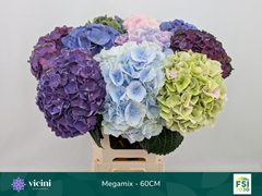 Hydrangea Mix 60cm 18-20cm Hd