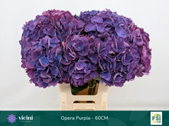 Hydrangea Royal Opera 60cm 16-18cm Hd