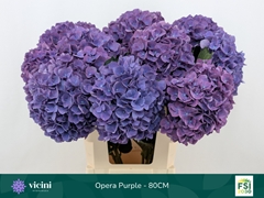 Hydrangea Royal Opera 80cm 19-21cm Hd