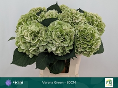 Hydrangea Verena Classic 80cm 20-22cm Hd