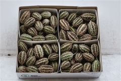 Cucumis Hirsutus