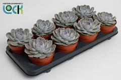 Echeveria 12Ø 12cm
