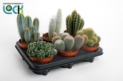 Cactus Mix 12Ø 15cm