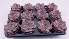 Echeveria 8Ø 10cm