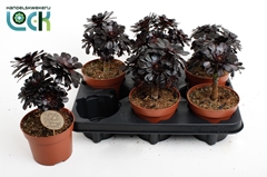 Aeonium Arboreum 12Ø 25cm