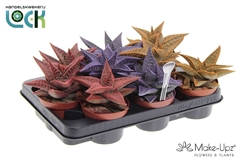 Gasteraloe Aveo 10Ø 15cm