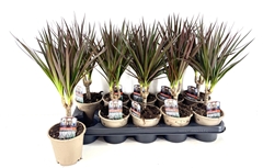 Dracaena Magenta 12Ø 40cm