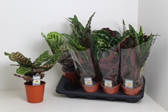 Calathea Mixed 3 Varietys 14Ø 45cm