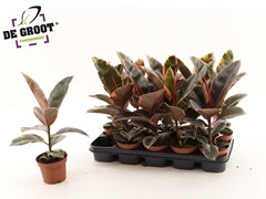 Ficus Belize 12Ø 40cm